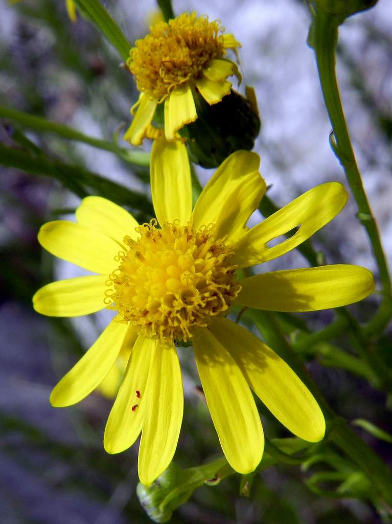 Senecio inaequidens